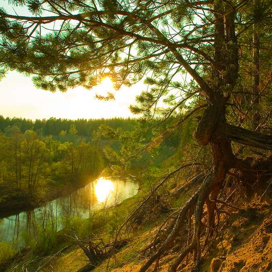 The Buzuluksky Bor National Park