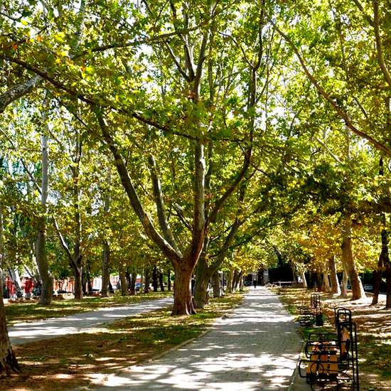 Plane-tree alley